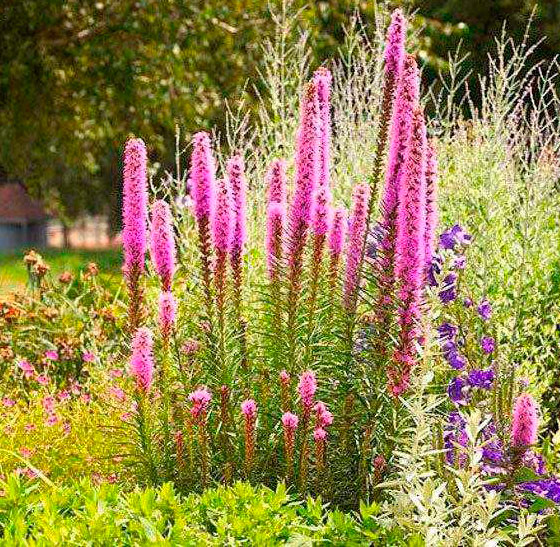 Многолетний садовый цветок Физостегия (Physostegia)