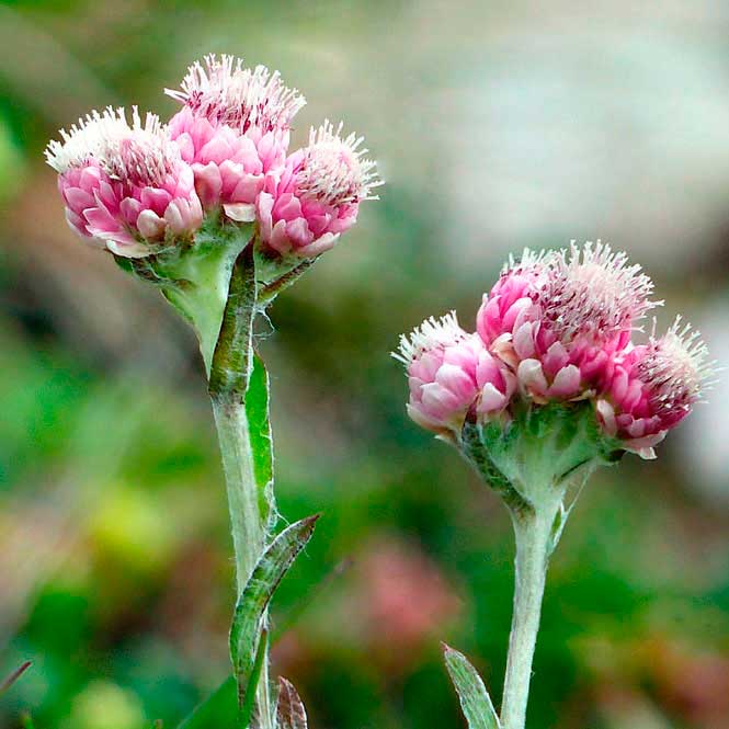 Лекарственное растение Кошачья лапка двудомная (Antennaria dioica)