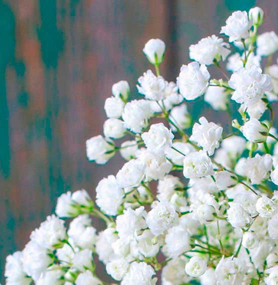 Многолетний садовый цветок Гипсофила (Gypsophila)