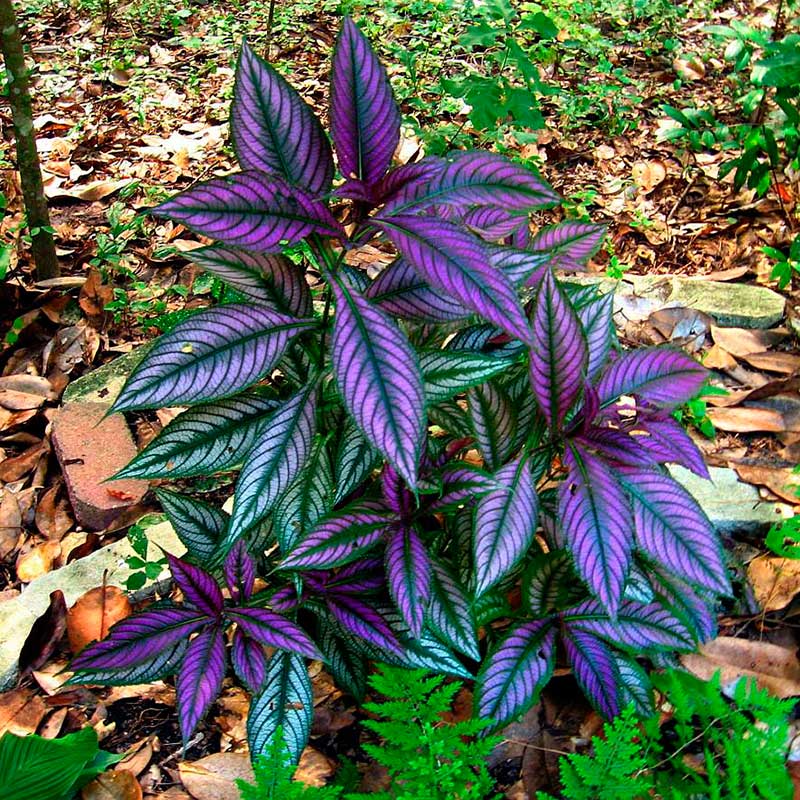 Комнатное растение Стробилантес (Strobilanthes)