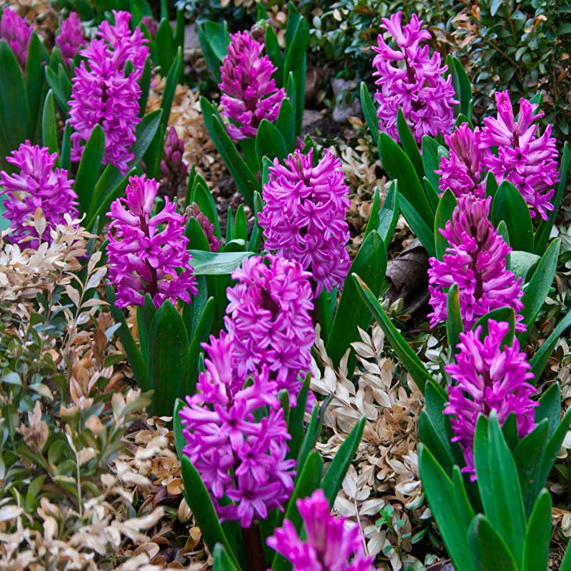 Многолетний садовый цветок Гиацинт (Hyacinthus)