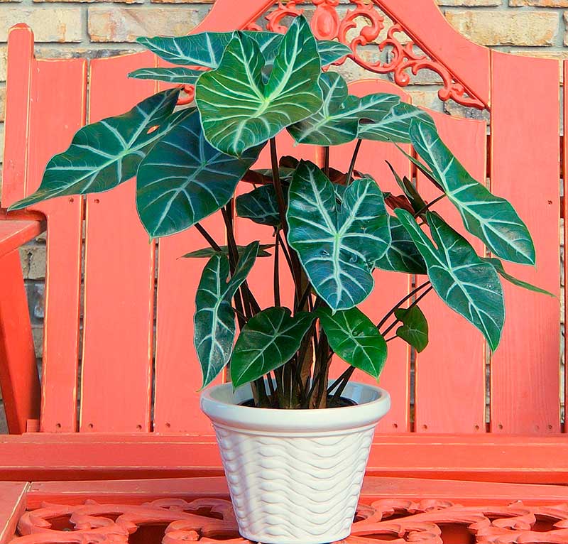 Комнатное растение Алоказия (Alocasia)