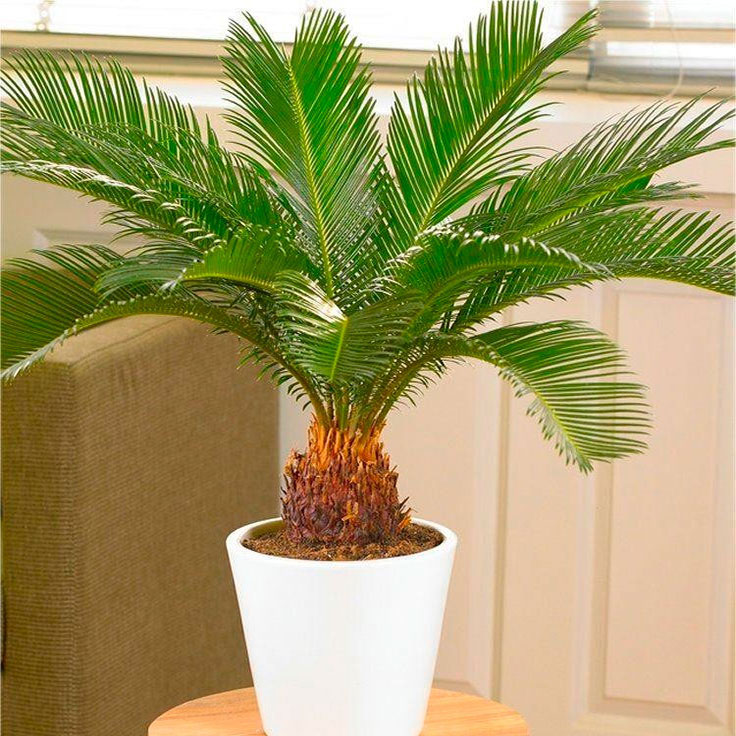 Комнатное растение Цикас (Cycas)