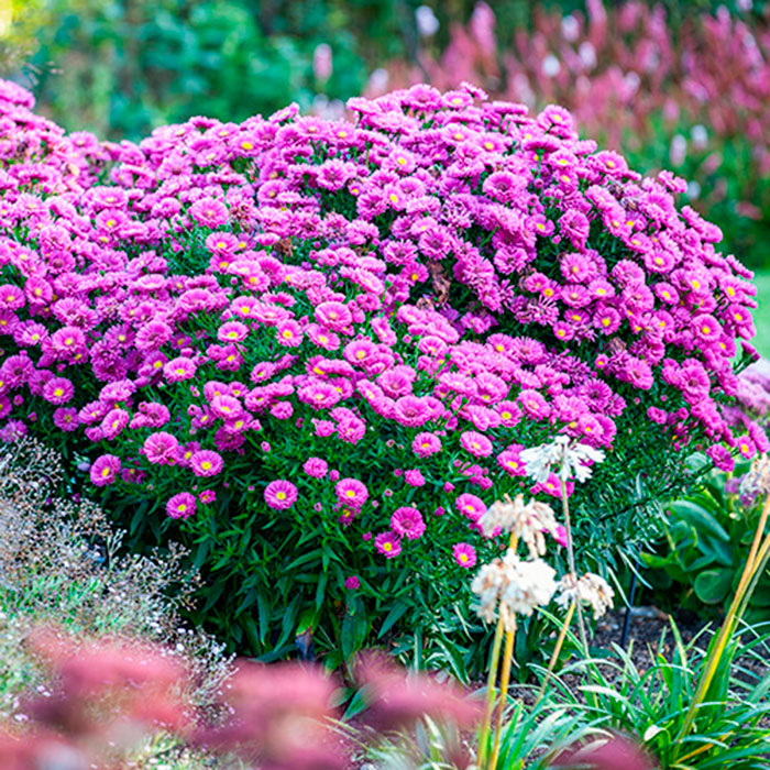 Многолетний садовый цветок Астра (Aster)