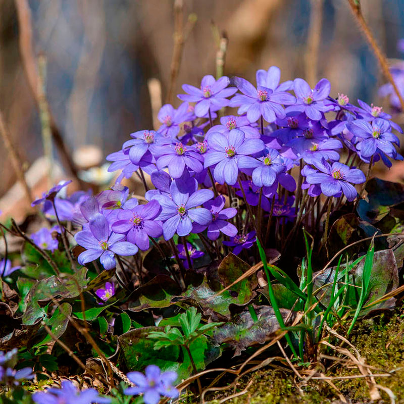 Многолетний садовый цветок Печеночница (Hepatica)