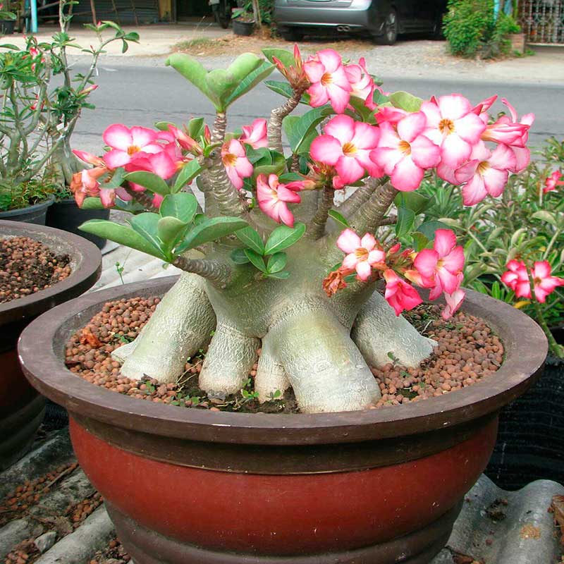 Комнатное растение Адениум (лат. Adenium)