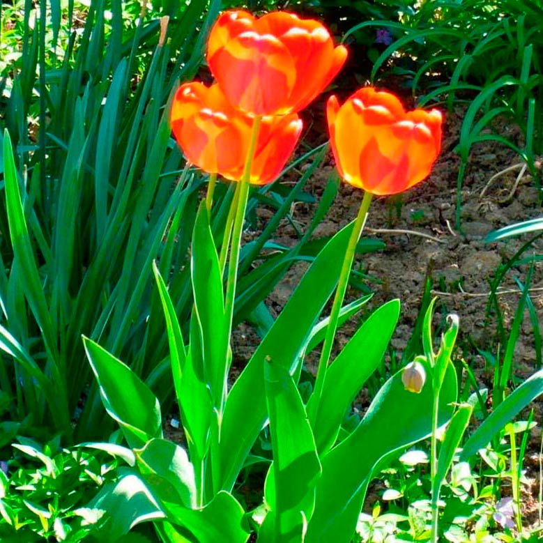 Многолетний садовый цветок Тюльпан (Tulipa)