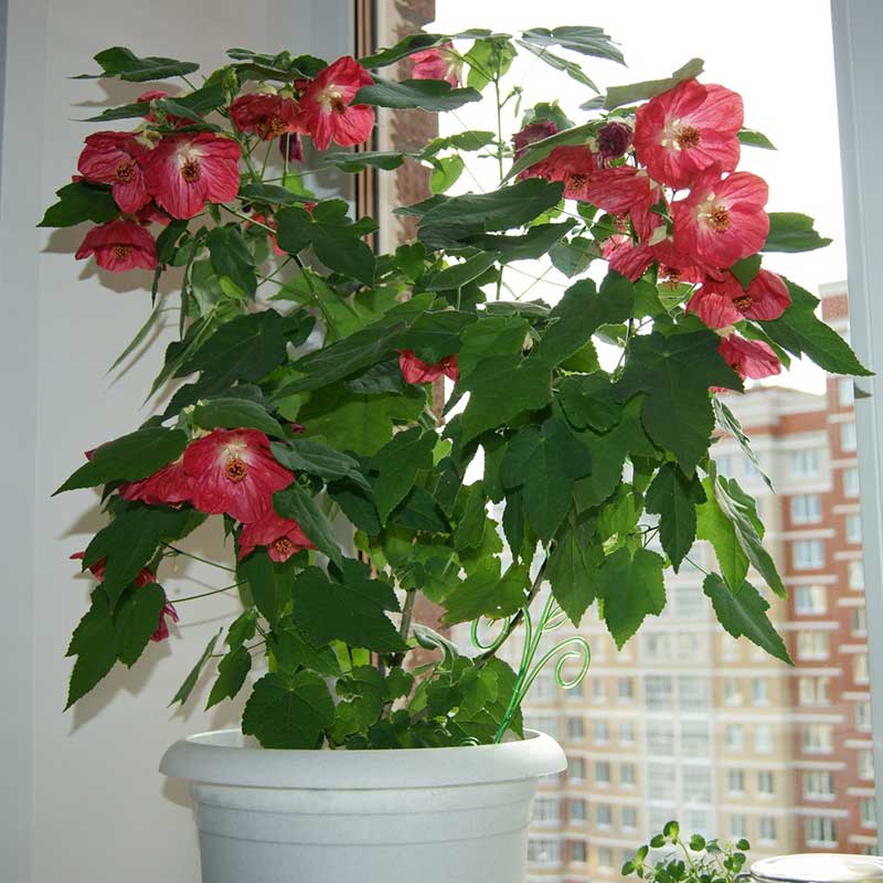 Комнатное растение Абутилон (лат. Abutilon)