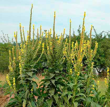 Лекарственное растение Коровяк густоцветковый (Verbascum densiflorum)
