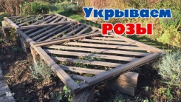 Укрываем розы на зиму