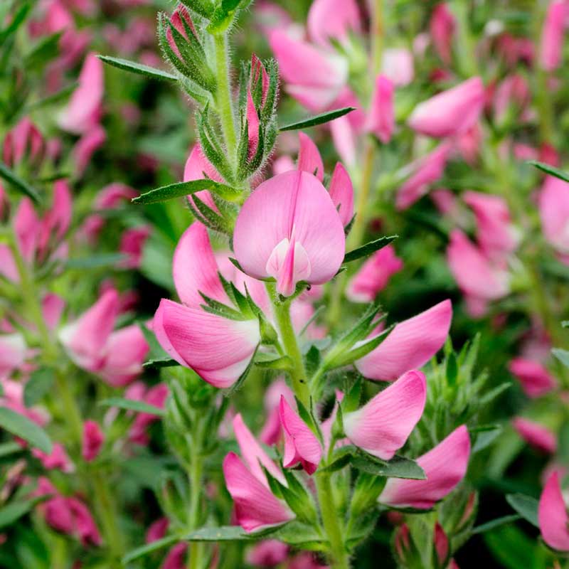 Лекарственное растение Стальник колючий (Ononis spinosa)