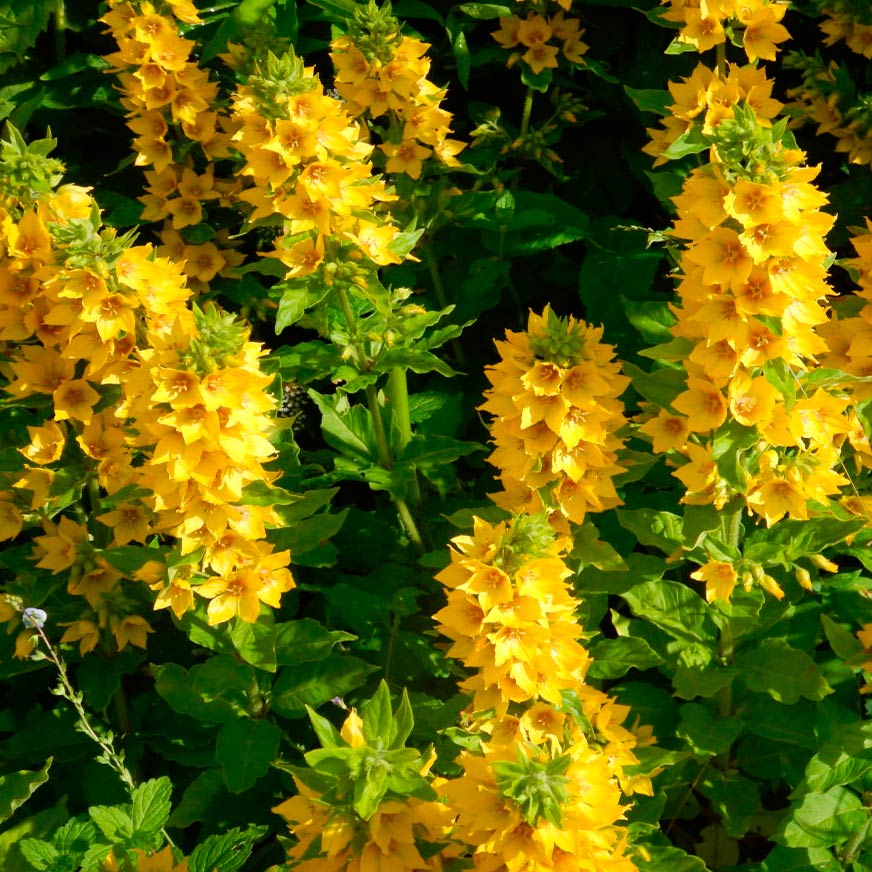Многолетний садовый цветок Вербейник (Lysimachia)