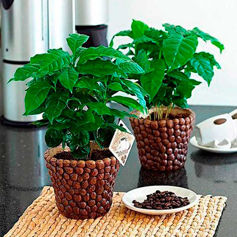 Комнатное растение Кофе (Coffea)