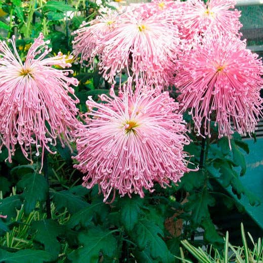 Многолетний садовый цветок Хризантема (Chrysanthemum)