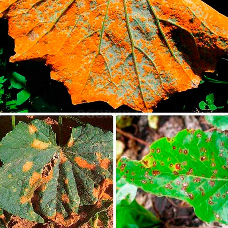 Болезнь комнатных растений Ржавчина