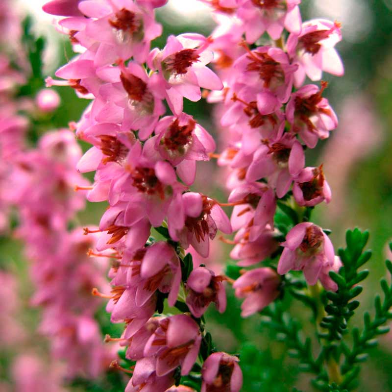 Лекарственное растение Вереск обыкновенный (Calluna vulgaris)