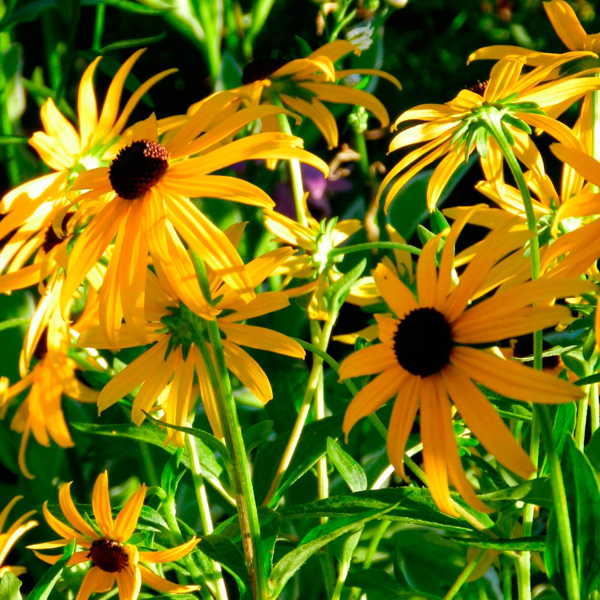 Многолетний садовый цветок Рудбекия (Rudbeckia)