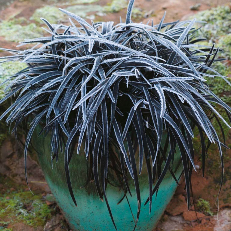Комнатное растение Офиопогон (Ophiopogon)