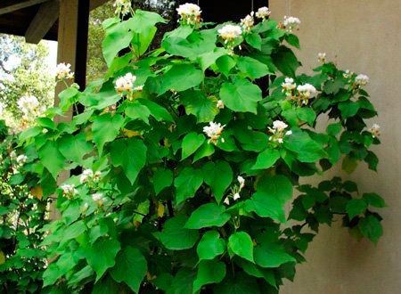 Комнатное растение Спарманния (Sparmannia)