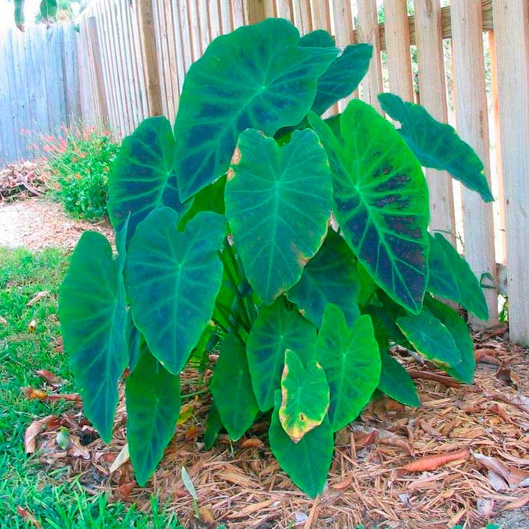 Комнатное растение Колоказия (Colocasia)