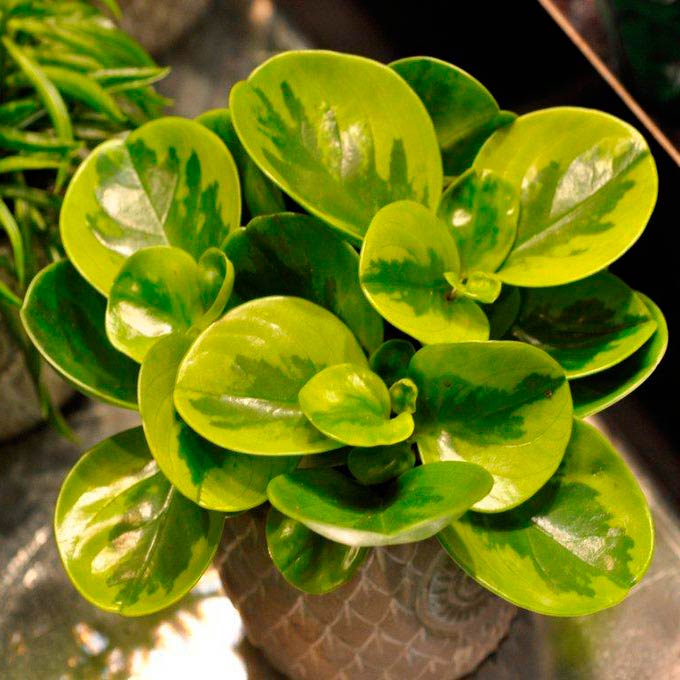 Комнатное растение Пеперомия (Peperomia)