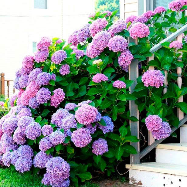 Многолетнее садовое растение Гортензия (Hydrangea)