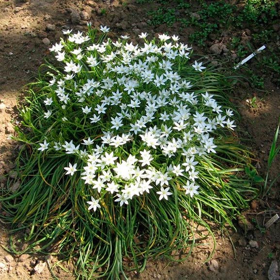 Многолетний садовый цветок Птицемлечник (Ornithogalum)