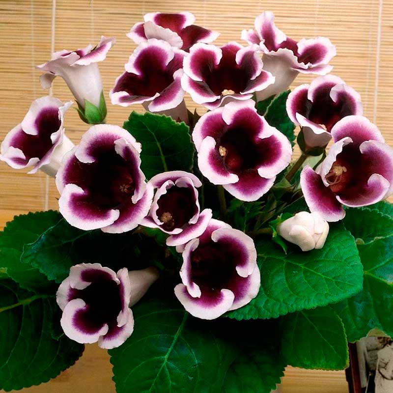 Комнатное растение Глоксиния (Gloxinia)