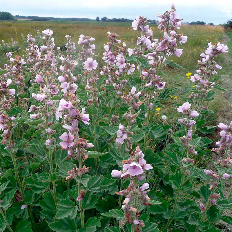 Лекарственное растение Алтей аптечный (Althaea officinalis)