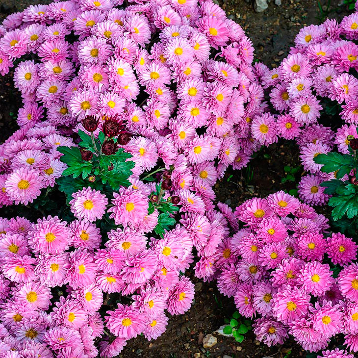 Многолетний садовый цветок Хризантема (Chrysanthemum)