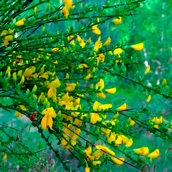 Лекарственное растение Жарновец метельчатый (Sarothamnus scoparius)