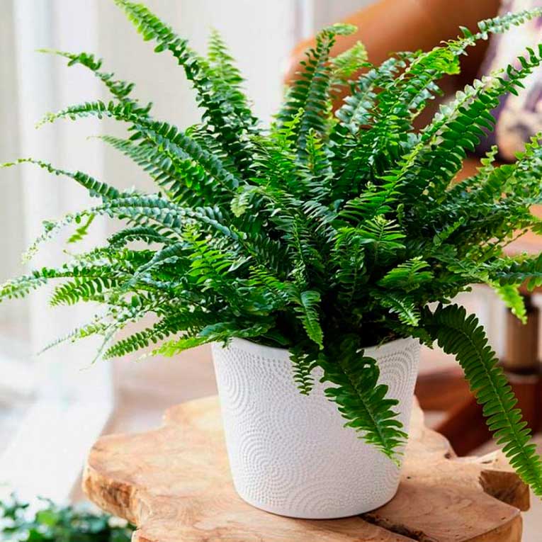 Комнатное растение Дриоптерис (Dryopteris)