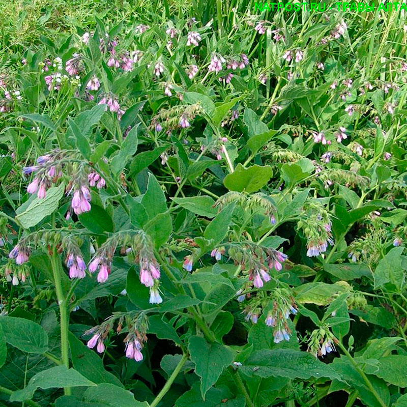 Лекарственное растение Окопник (Symphytum officinale)