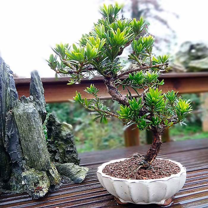 Комнатное растение Ногоплодник (Podocarpus)