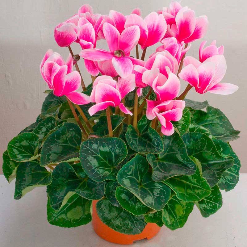 Комнатное растение Цикламен (Cyclamen)