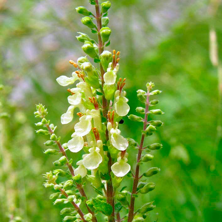 Лекарственное растение Дубровник шалфейный (Teucrium scorodonia)