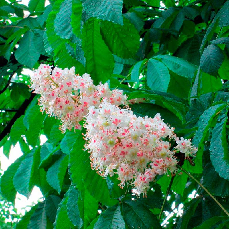 Лекарственное растение Конский каштан обыкновенный (Aesculus hippocastanum)