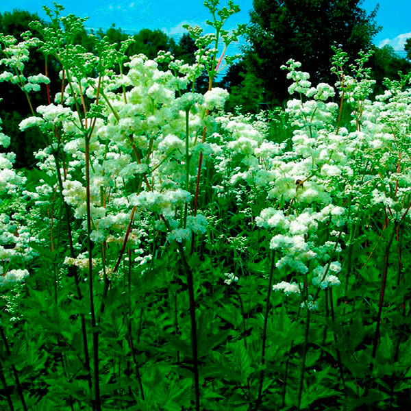 Лекарственное растение Таволга вязолистная (Filipendula ulmaria)