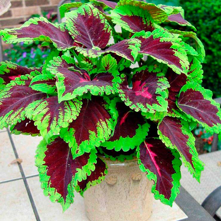 Комнатное растение Колеус (Coleus)