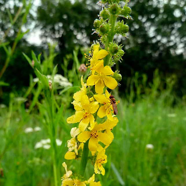 Лекарственное растение Репейничек аптечный (Agrimonia eupatoria)