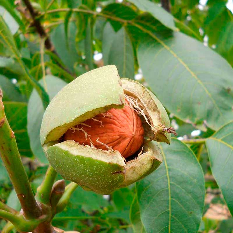 Лекарственное растение Орех грецкий (Juglans regia)