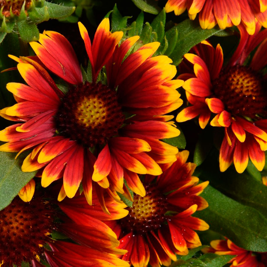 Многолетний садовый цветок Гайлардия (Gaillardia)
