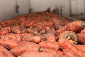 Как сохранить морковь зимой в погребе до весны