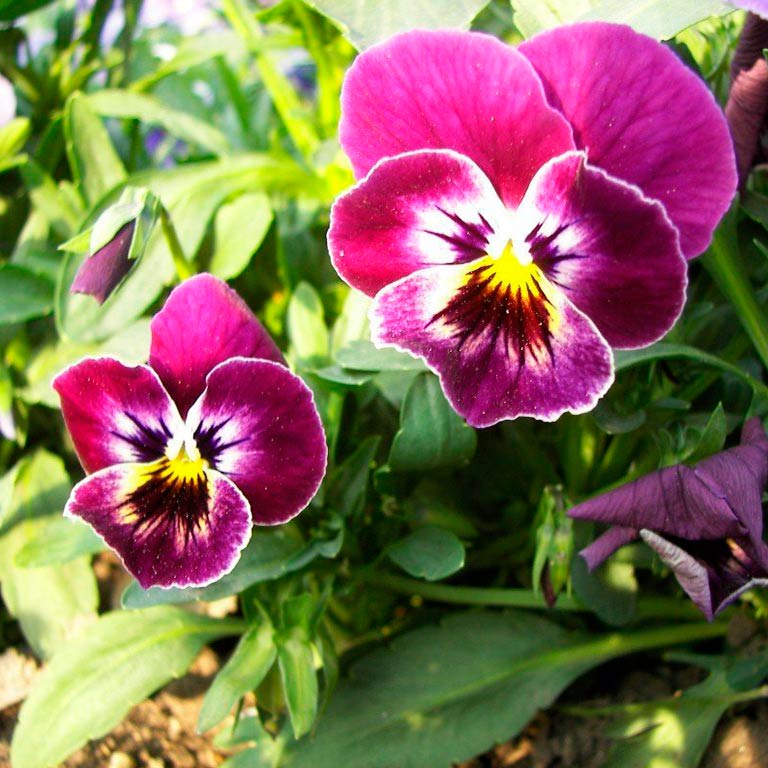 Лекарственная Фиалка трехцветная, анютины глазки (Viola tricolor)