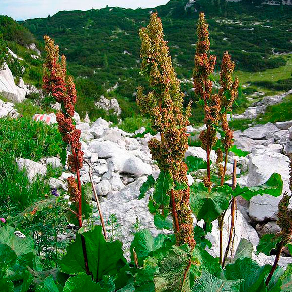 Лекарственное растение Ревень альпийский лекарственный (Rumex alpinus)