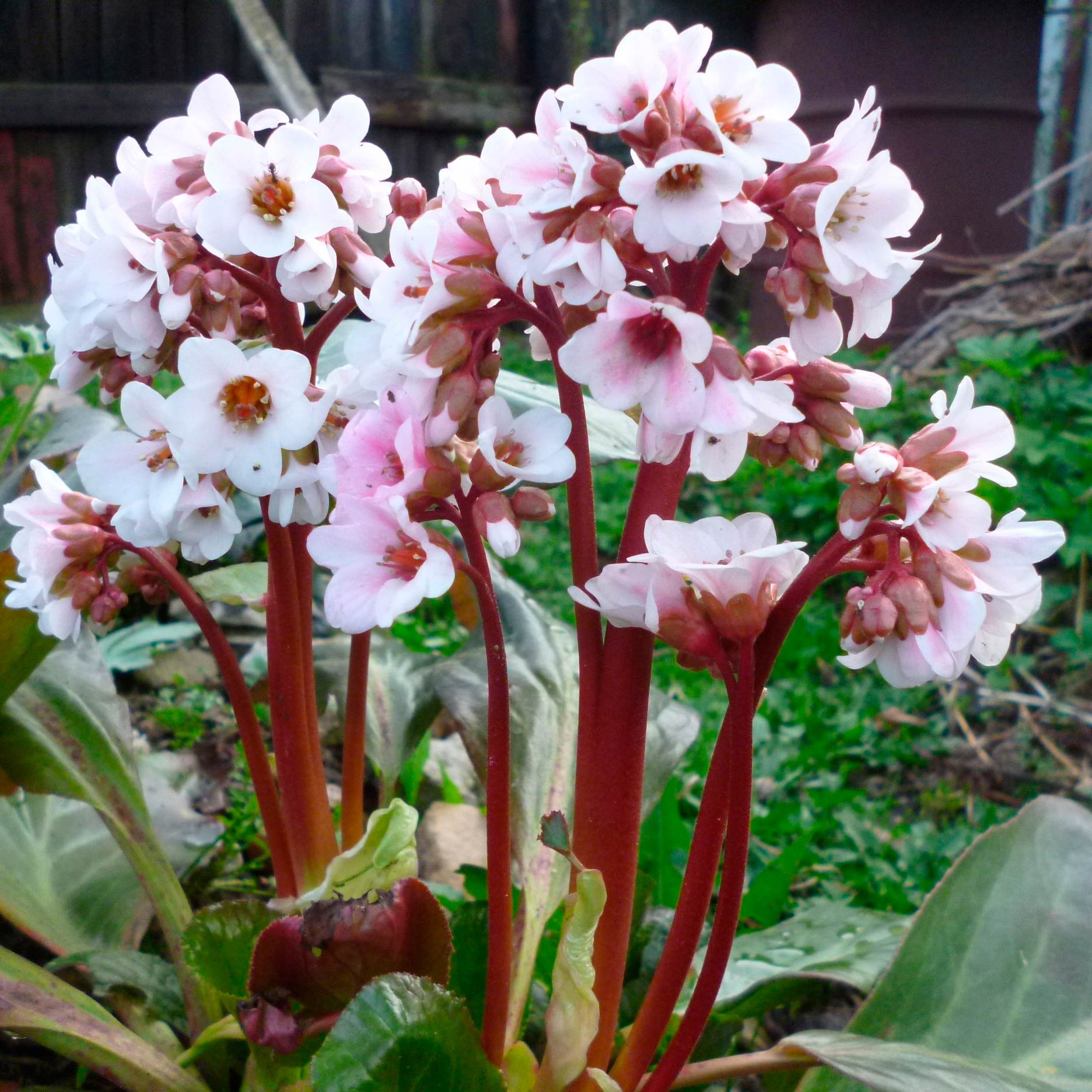 Многолетник Бадан (Bergenia)