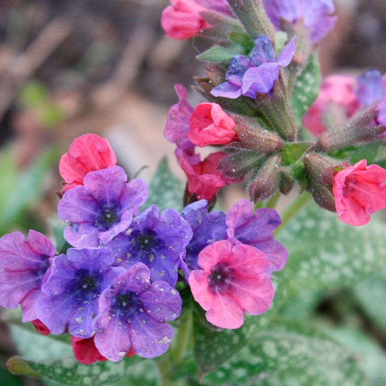 Многолетник Медуница (Pulmonaria)