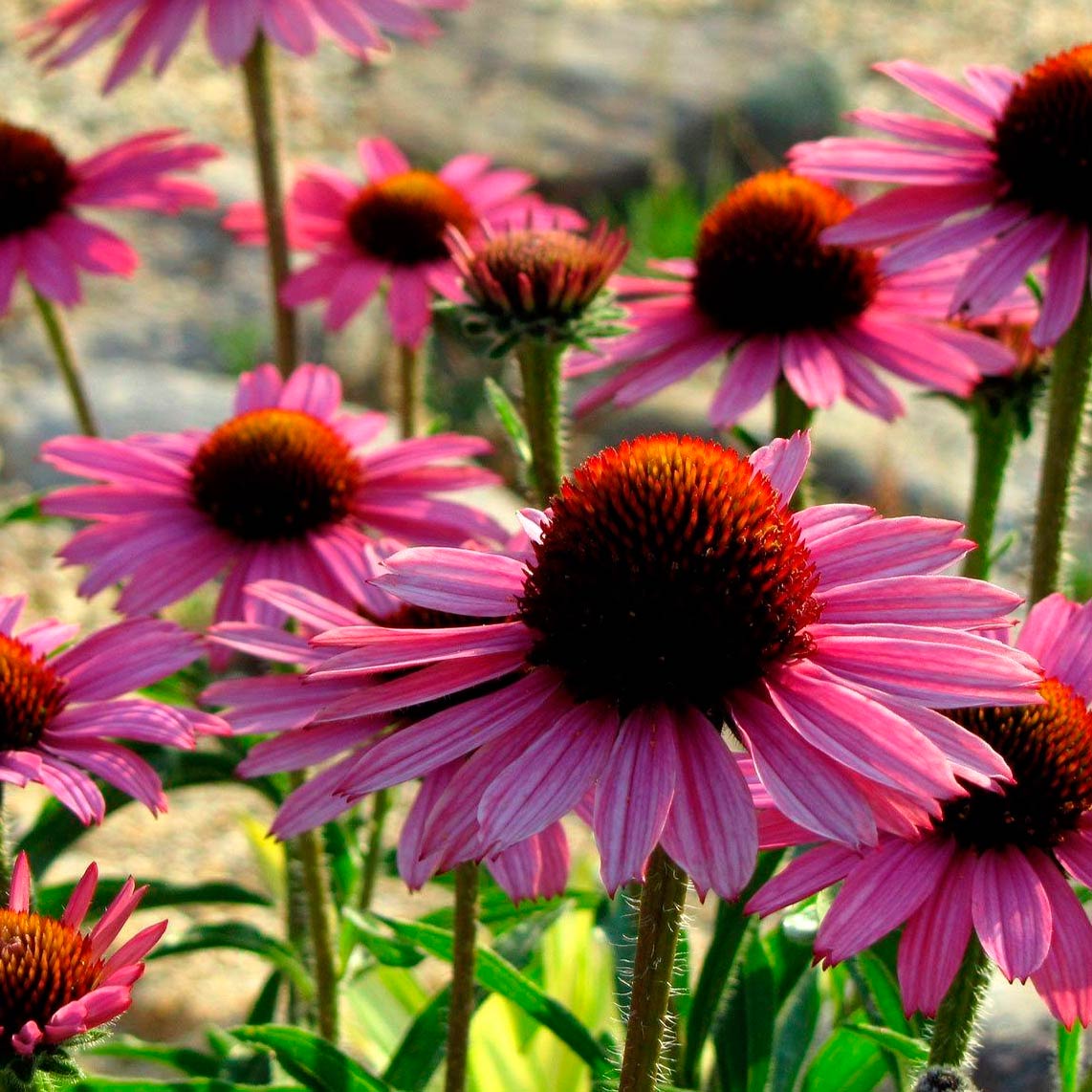 Многолетник Эхинацея (Echinacea)