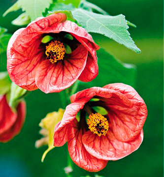 Комнатное растение Абутилон (Abutilon)