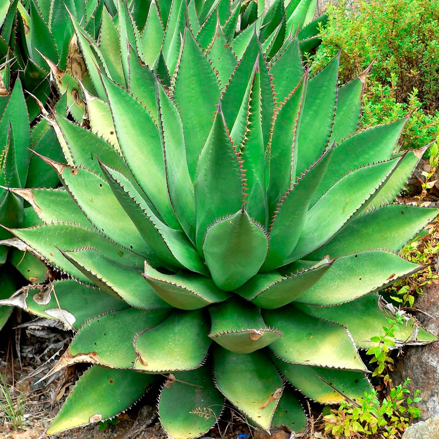 Комнатное растение Агава (Agave)